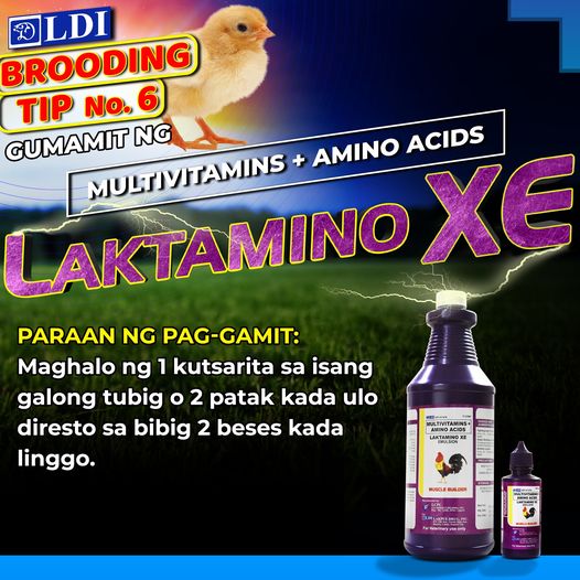 Laktamino XE
